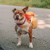 Mabel - Photo 3