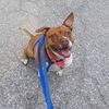 adoptable Dog in Whitestone, NY named Mabel