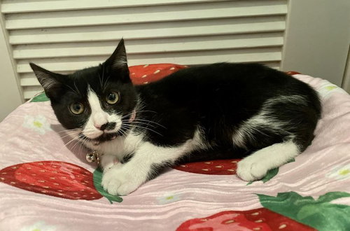 picture of the cat needing adoption