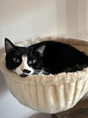 Dumpling - Photo 2