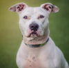 adoptable Dog in whitestone, NY named Lindy