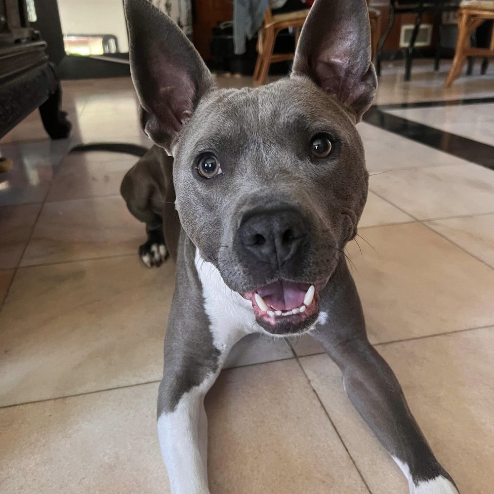 adoptable Dog in Whitestone, NY named Benny