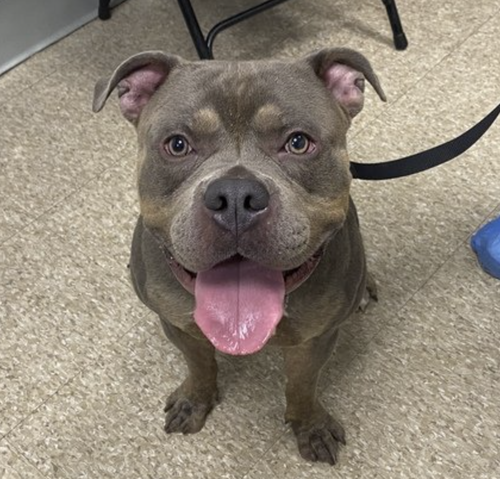 PHINEAS - American Staffordshire Terrier / Terrier available for adoption