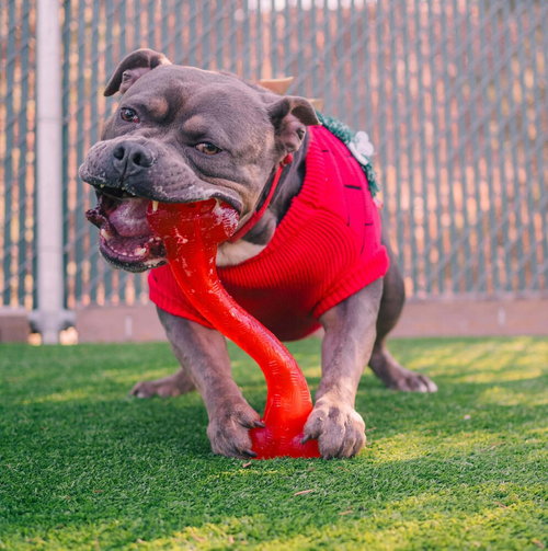 PHINEAS - American Staffordshire Terrier / Terrier available for adoption