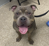 adoptable Dog in Whitestone, NY named Phineas