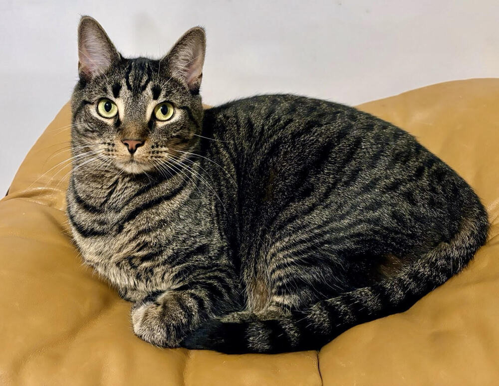 adoptable Cat in Whitestone, NY named Cedric