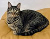 adoptable Cat in Whitestone, NY named Cedric