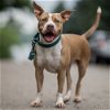 adoptable Dog in whitestone, ny, NY named Brandy