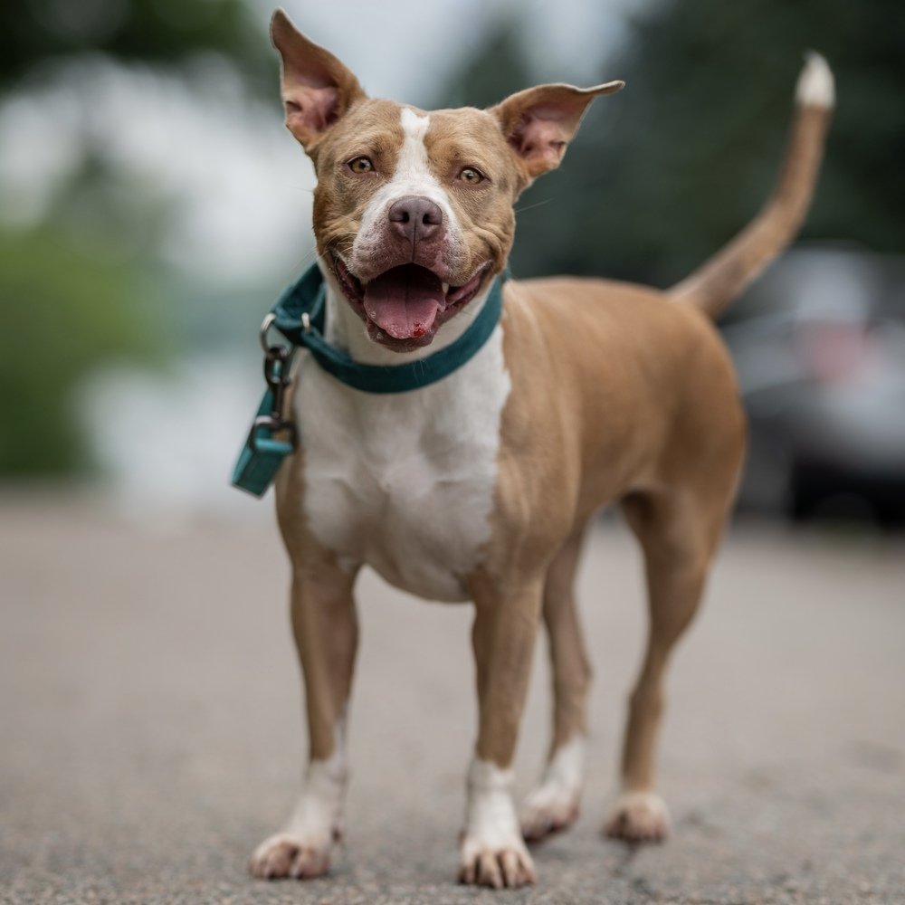 adoptable Dog in Whitestone, NY named Brandy