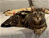 adoptable Cat in whitestone, NY named Destiny