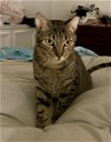adoptable Cat in whitestone, NY named Marty