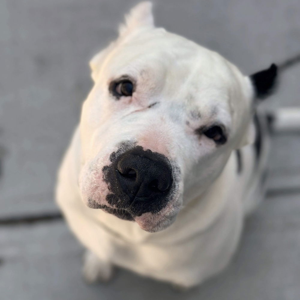 adoptable Dog in Whitestone, NY named Burger