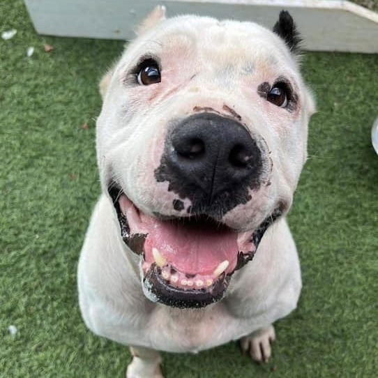adoptable Dog in Whitestone, NY named Burger