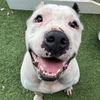 adoptable Dog in whitestone, NY named Burger