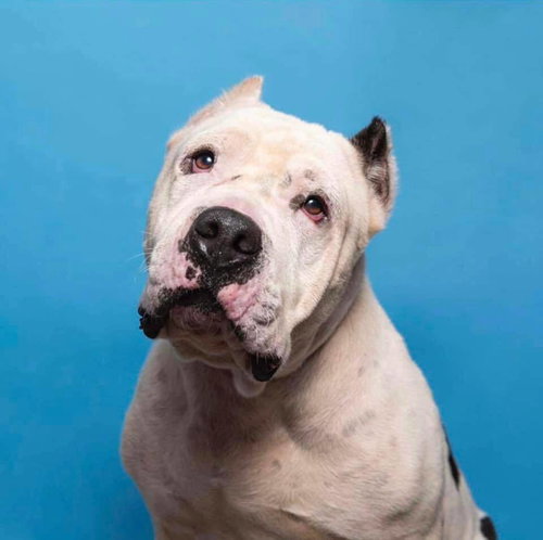 BURGER - American Staffordshire Terrier / Terrier available for adoption
