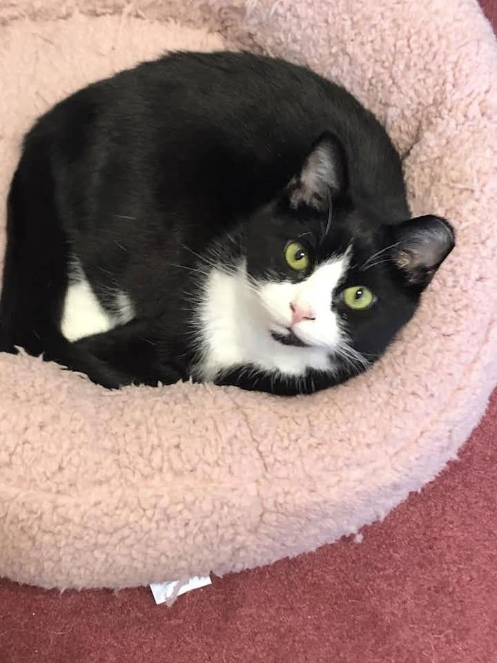 adoptable Cat in Whitestone, NY named Zoolander