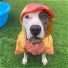adoptable Dog in , NY named Ema Lou