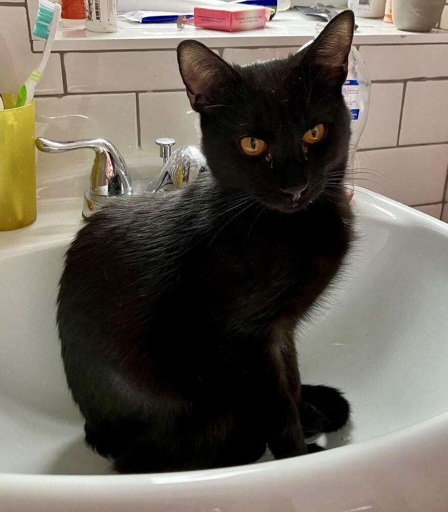 adoptable Cat in Whitestone, NY named Tom