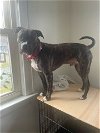 adoptable Dog in whitestone, NY named Phineas Flynn