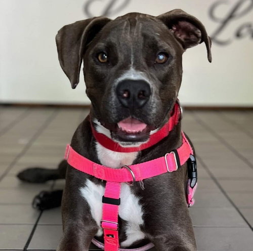 MIRACLE - American Staffordshire Terrier / Terrier available for adoption