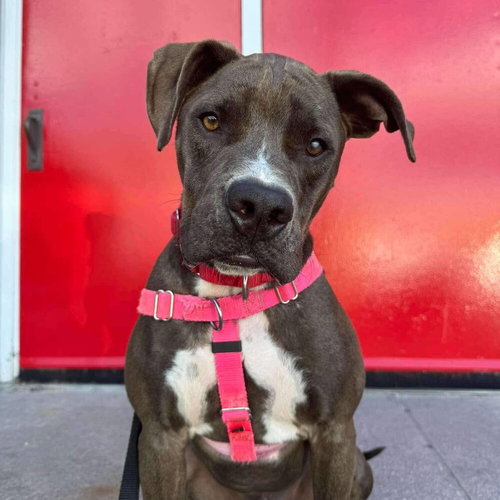 MIRACLE - American Staffordshire Terrier / Terrier available for adoption