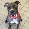 adoptable Dog in  named Miracle