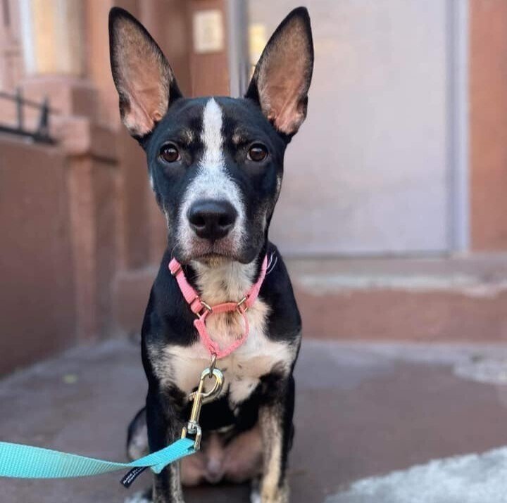 adoptable Dog in Whitestone, NY named Ears