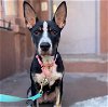 adoptable Dog in , NY named Ears