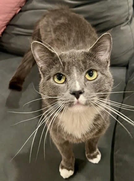 adoptable Cat in Whitestone, NY named Mouse