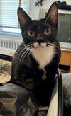 adoptable Cat in Whitestone, NY named Yumi