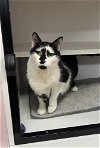 adoptable Cat in whitestone, ny, NY named Big Blue