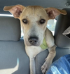 adoptable Dog in Whitestone, NY named Thelma