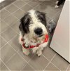 adoptable Dog in whitestone, NY named Manchas