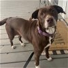 adoptable Dog in whitestone, NY named Colette