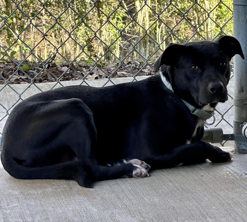 RIVER RUN - Labrador Retriever / Terrier available for adoption