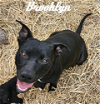 adoptable Dog in whitestone, ny, NY named Brooklyn Beauty