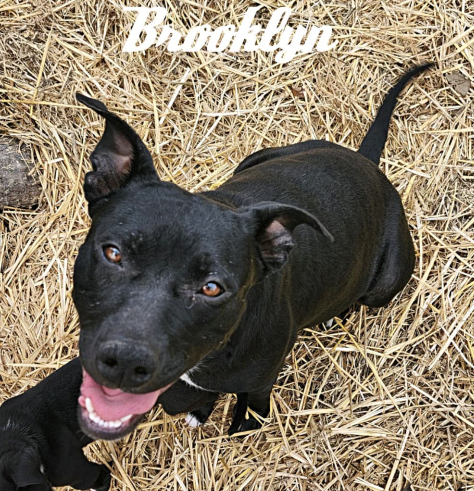 adoptable Dog in Whitestone, NY named Brooklyn Beauty