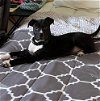 adoptable Dog in , NY named Ellis (p)