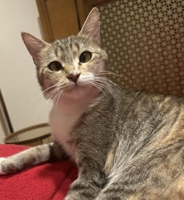 adoptable Cat in Whitestone, NY named Olivia