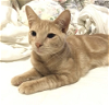 adoptable Cat in whitestone, ny, NY named Boo