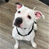 adoptable Dog in whitestone, NY named Marla