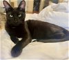 adoptable Cat in whitestone, NY named Charcoal