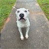 adoptable Dog in  named Trooper