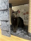 adoptable Cat in whitestone, NY named Coco