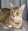 adoptable Cat in Whitestone, NY named Michelle