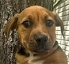 adoptable Dog in  named Breeze (p)