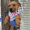 adoptable Dog in  named Breeze (p)