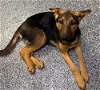 adoptable Dog in , NY named Frisbee