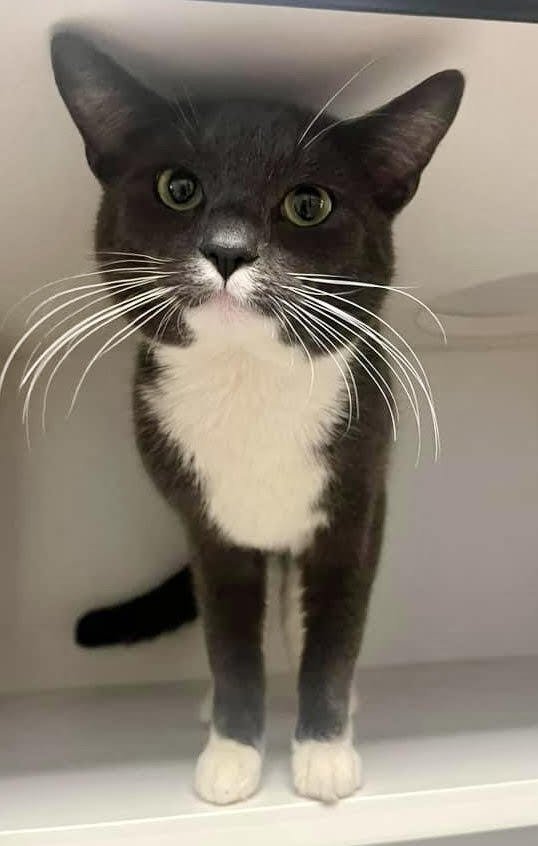 adoptable Cat in Whitestone, NY named Clyde