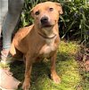 adoptable Dog in  named Pixel